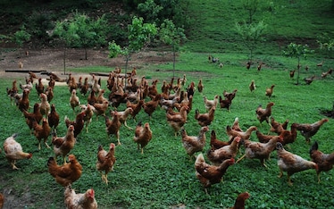 Un giorno tutto questo sarà bio