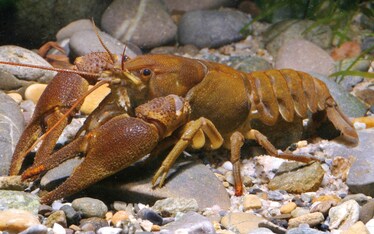 I gamberi italiani vanno indietro