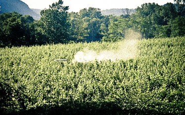 Italians do it better