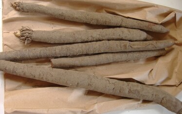 La scorzonera, fra ostriche e vipere