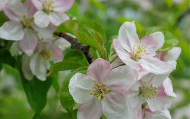 Combattiamo la primavera