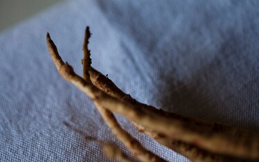 Il Sabato del Villaggio | Germogli, fiori e zampe d'elefante