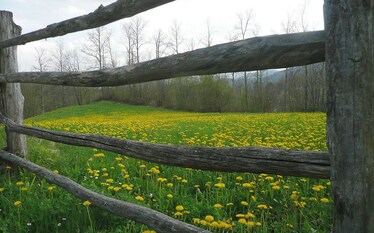 La primavera delle erbette