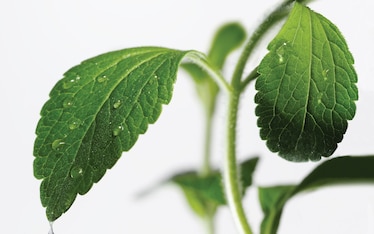 Piccoli miracoli crescono