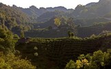 Il vino patrimonio dell'umanità