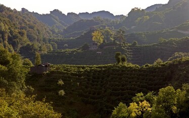 Il vino patrimonio dell'umanità