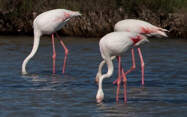 Itinerari | Fenicotteri di Carloforte