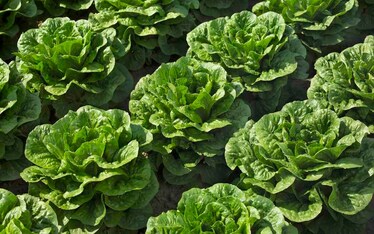 L'insalata: una e trina