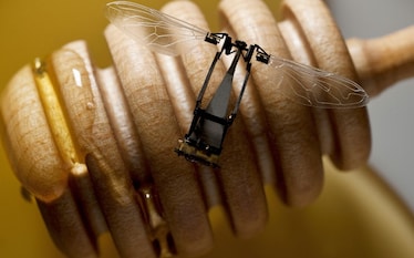 Ma i fiori di plastica sognano api elettriche?