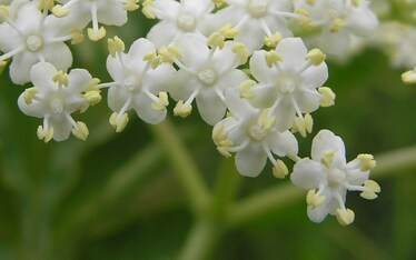 Sambuco: la casa delle fate