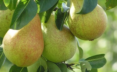 Mele e pere a stelle e strisce