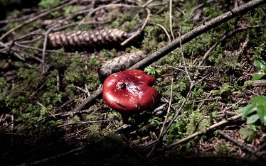 Piccolo viaggio nel mondo dei funghi