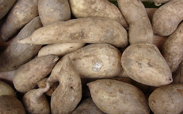 La batata, ossia la patata americana
