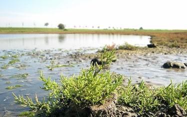 Salicornia, l'asparago del mare