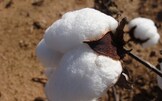 La dieta del cotone