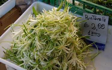 Le puntarelle