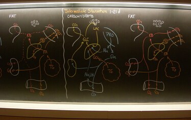 La dieta del supermetabolismo