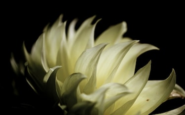 Il Sabato del Villaggio | 5 ingredienti che saranno presto dimenticati