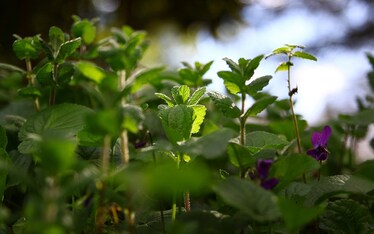 Il mentolo brucia i grassi