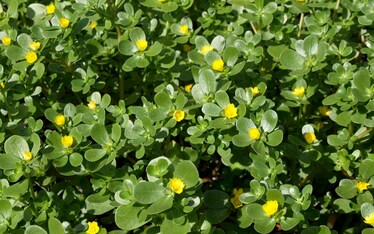 La portulaca
