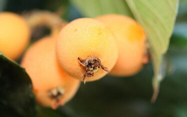 Il nespolo del Giappone