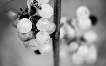 Gravner, fare il vino con il tempo