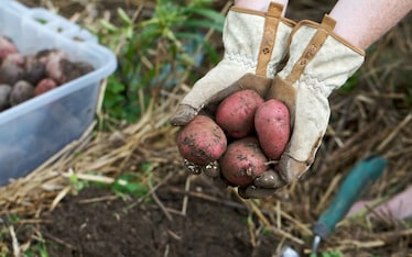 Le patate non fanno ingrassare