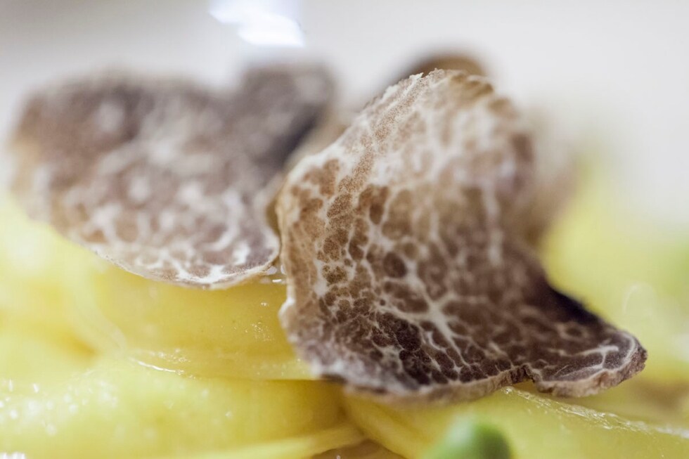 Il tartufo, definizione di una leggenda