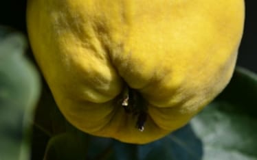 Le mele cotogne non esistono