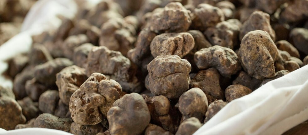 Le proprietà del tartufo