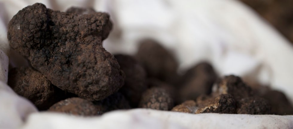 Tartufo: piacere, economia, cultura