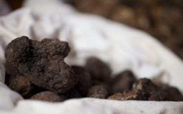 Tartufo: piacere, economia, cultura