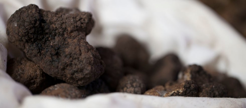 Svelato il mistero del tartufo