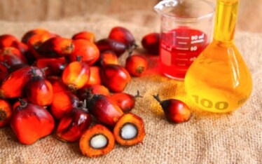 Perché l'olio di palma fa male