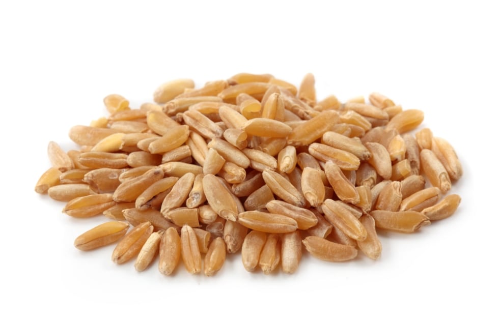 Il grano Khorasan, un antico e prezioso cereale