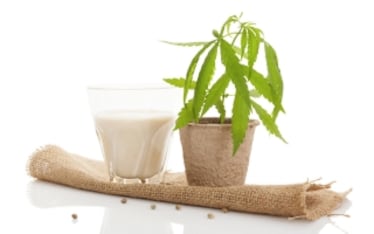Il latte di canapa fa bene. Ecco perché