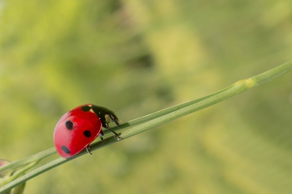 L’importanza del biologico, il rispetto ambientale e per la salute