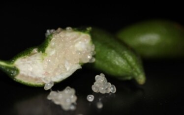 Sai cos'è il caviale di limone?