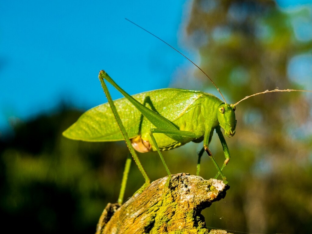L'approdo degli insetti sulla tavola degli italiani ricetta L'approdo degli insetti sulla tavola degli italiani
