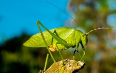 L'approdo degli insetti sulla tavola degli italiani