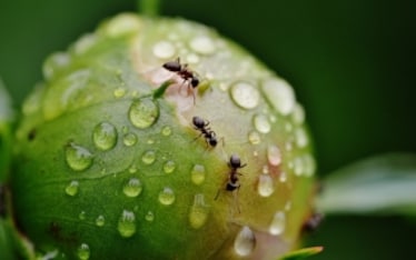 Siamo pronti a mangiare insetti?