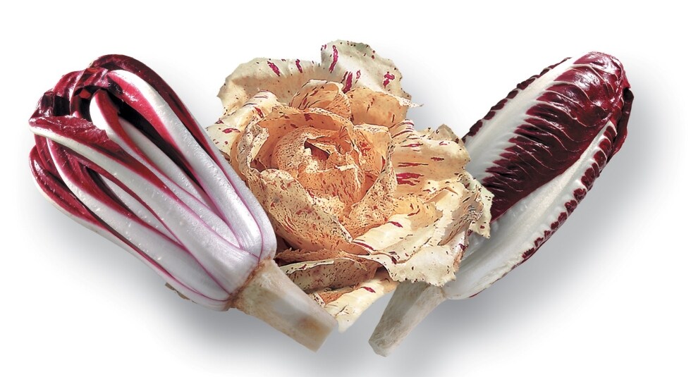 Radicchio Rosso di Treviso e Variegato di Castelfranco