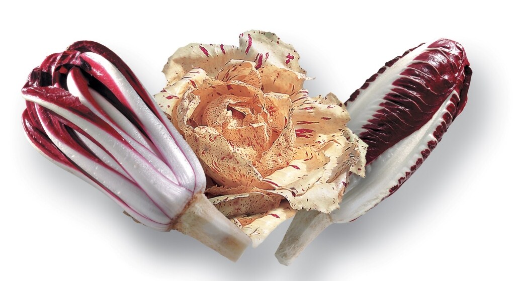 Radicchio Rosso di Treviso e Variegato di Castelfranco ricetta Radicchio Rosso di Treviso e Variegato di Castelfranco
