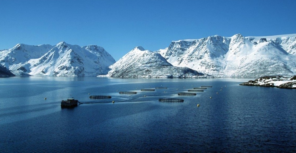 L’allevamento del salmone in Norvegia: come funziona e quali garanzie offre