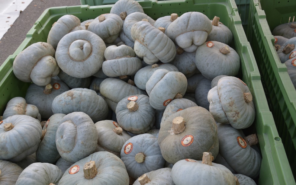 Alla scoperta della zucca berrettina di Lungavilla