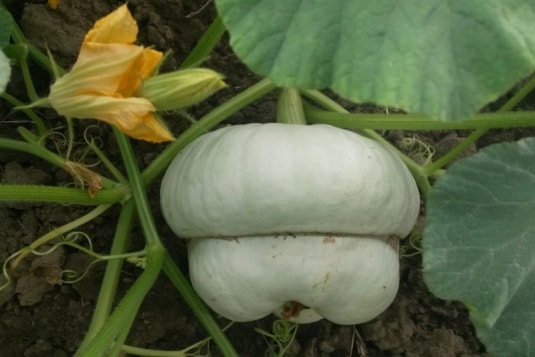 Alla scoperta della zucca berrettina di Lungavilla