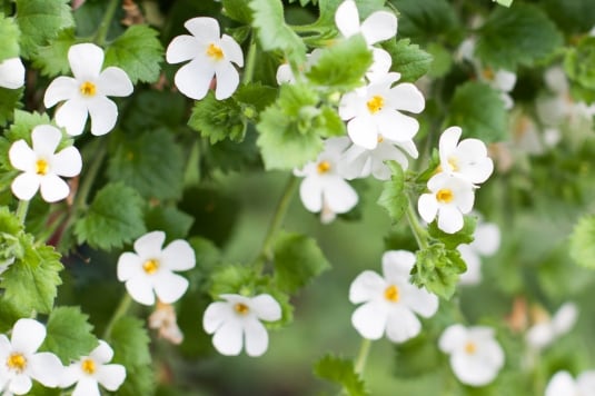 La stanchezza si fa sentire? Ecco gli integratori consigliati dall'erborista