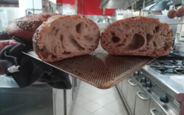 Vi raccontiamo il pane di corteccia che fa rivivere i boschi del Friuli