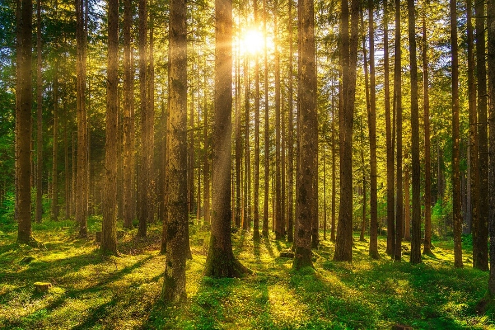 Abbiamo fatto Forest Bathing in Trentino, il bagno nella foresta che arriva dal Giappone 