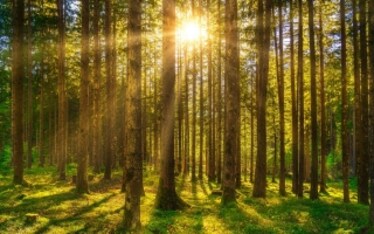Abbiamo fatto Forest Bathing in Trentino, il bagno nella foresta che arriva dal Giappone 